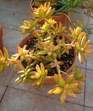 SEDUM NUSSBAUMERIANUM O