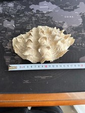 Conchiglia tridacna squamosa - tridacna,