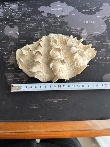 Conchiglia tridacna squamosa - conchiglia,