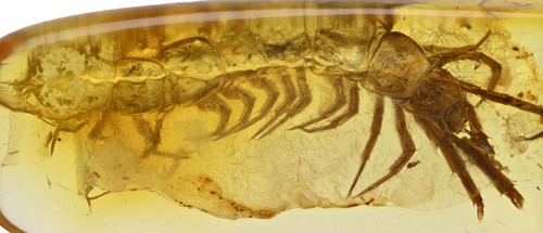 Lithobiidae centipede di - lithobiidae, (centipede