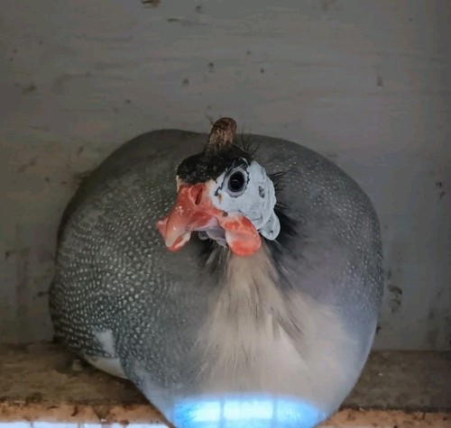 Uova fertili gallina - uova,