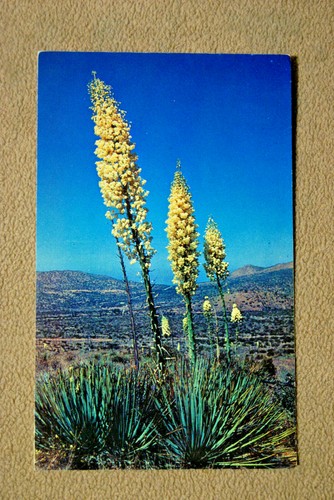 Desert yuccas - desert,
