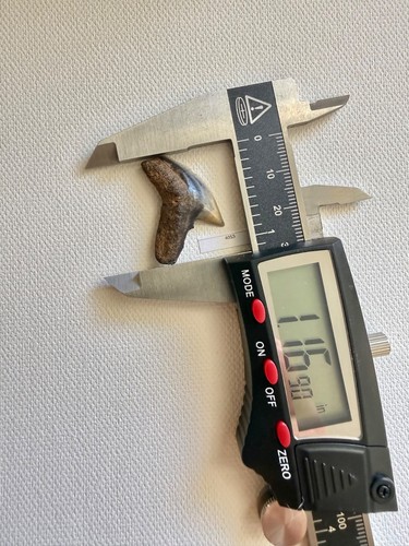 Dente squalo tigre - dente, estinto