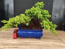 bonsai ginepro procumbenz 27