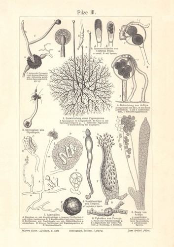 Funghi iii stampa - iv.,