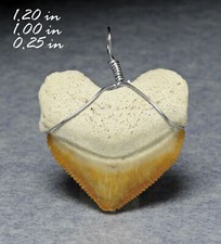 Dente di Squalo Ciondolo Atlas