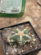Aztekium Valdezii 5,2cm