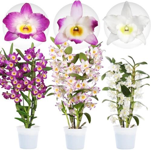 Piante orchidee - orchidee,