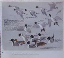 Bellissima Stampa Vintage Di