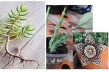 2 Piante Grasse: 1 Stapelia Variegata e 1 Crassula Tetragona +OMAGGIO