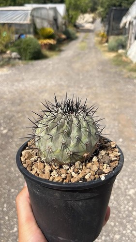 Copiapoa cinerea grigio - cinerea,