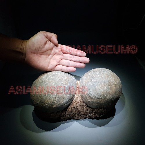 Fossile uovo dinosauro - uovo,
