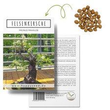 Set di semi per bonsai per il