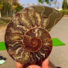 235G Ammonite Colorata Naturale Affettata Fossile Lumaca Guarigione Madagascar A215