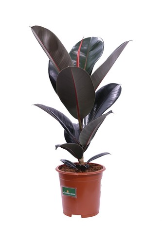 Pianta ficus elastica - di,