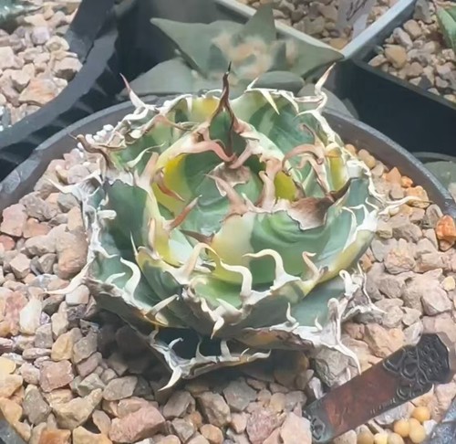 Raro cactus agave titanota - raro,