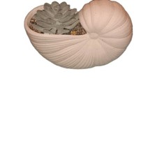 Fioriera succulenta Nautilus