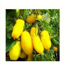 GAMBA DI BANANA POMODORO GIALLO, 25 SEMI + OMAGGIO