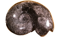 FOSSILE di GONIATITE