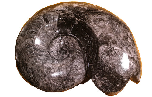 Fossile goniatite naturale - fossile***goniatite,