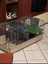 gabbia per conigli, comprata su Amazon , dimensioni nella seconda foto