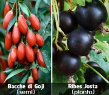 Ribes Josta (Pianta) + Bacche