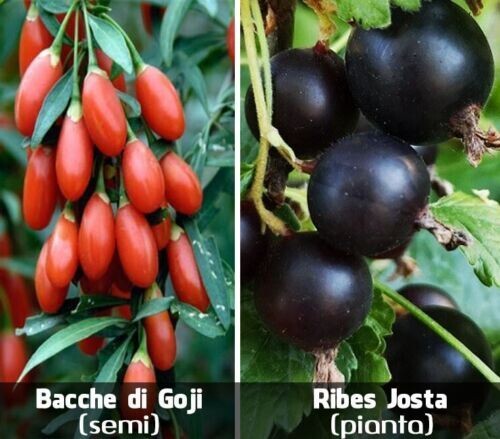 Ribes josta bacche - ribes, +