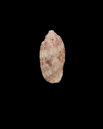Conchiglia shell harpa - conchiglia,