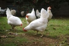 UOVA FECONDATE DI GALLINE OVAIOLE LIVORNESE BIANCA