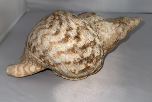 Tromba tritoni charonia - tritoni,