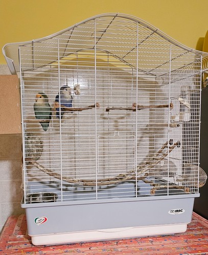 Coppia inseparabili - inseparabili, +
