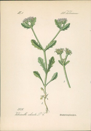 Chromolithographie - ,