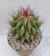 Ferocactus stainesii kikko  Pøt 14cm