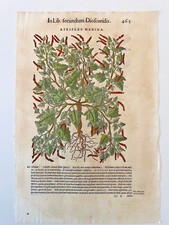 MATTIOLI Xilografia 1500 Botanica Erbario Piante "ATRIPLEX MARINA"