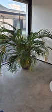 Palma Areca (Dypsis) con vaso rotondo da 44 cm e set di irrigazione