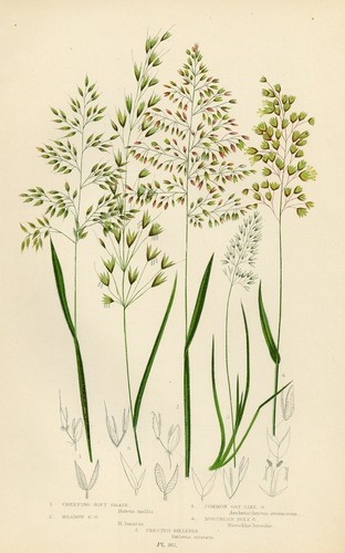 Stampa botanica antica 1899 - antica,