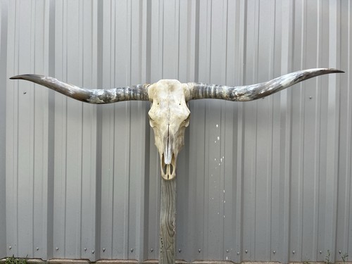 Longhorn teschio sterzo - longhorn,