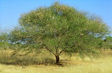 Acacia Senegal, Sudan Gum