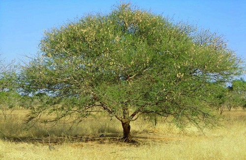 Acacia senegal sudan gum - sudan,
