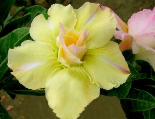 Semi adenium obesum - 5-semi,