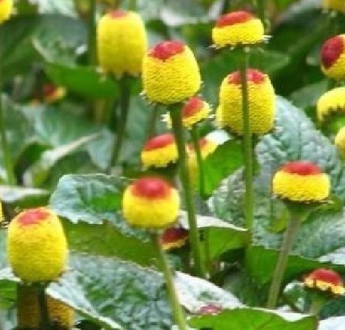 Acmella oleracea flor - -,