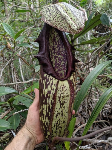 Nepenthes mapuluensis east - nepenthes,