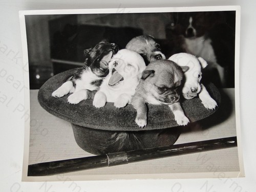 Chihuahua puppies top hat - 5,