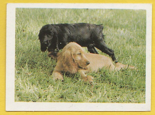 Dogs spanish trade trading - -,