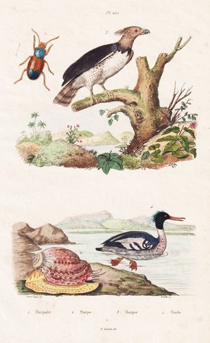 Harpyie coleotteri anatre - harpyie,