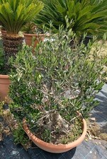 Pianta Di Ulivo Bonsai Esemplare In Ciotola 65