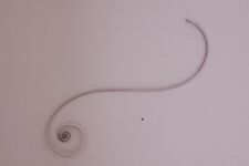 Mainspring Ressort Muelle Zugfeder Molla SETH THOMAS 501 502 GRANT 5x7" GO 5-AS