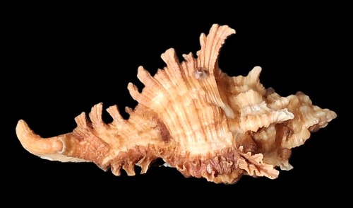 Bellissimo colore cicoreus - bellissimo,