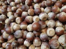 5 semi di quercia rossa