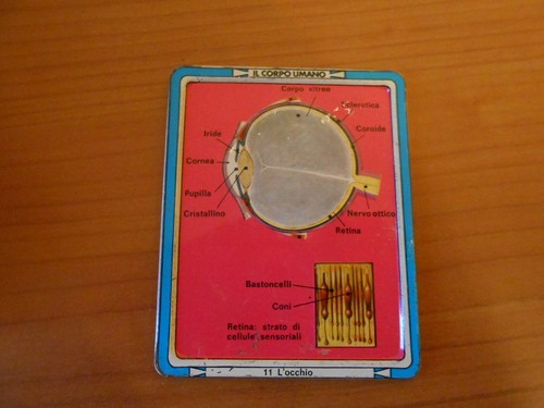 Gadget corpo umano - gadget-il,